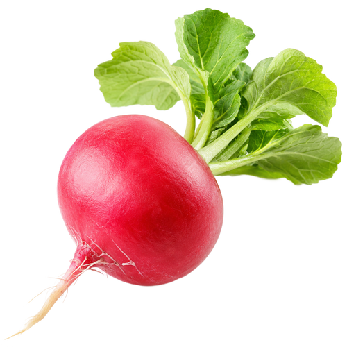 צנון